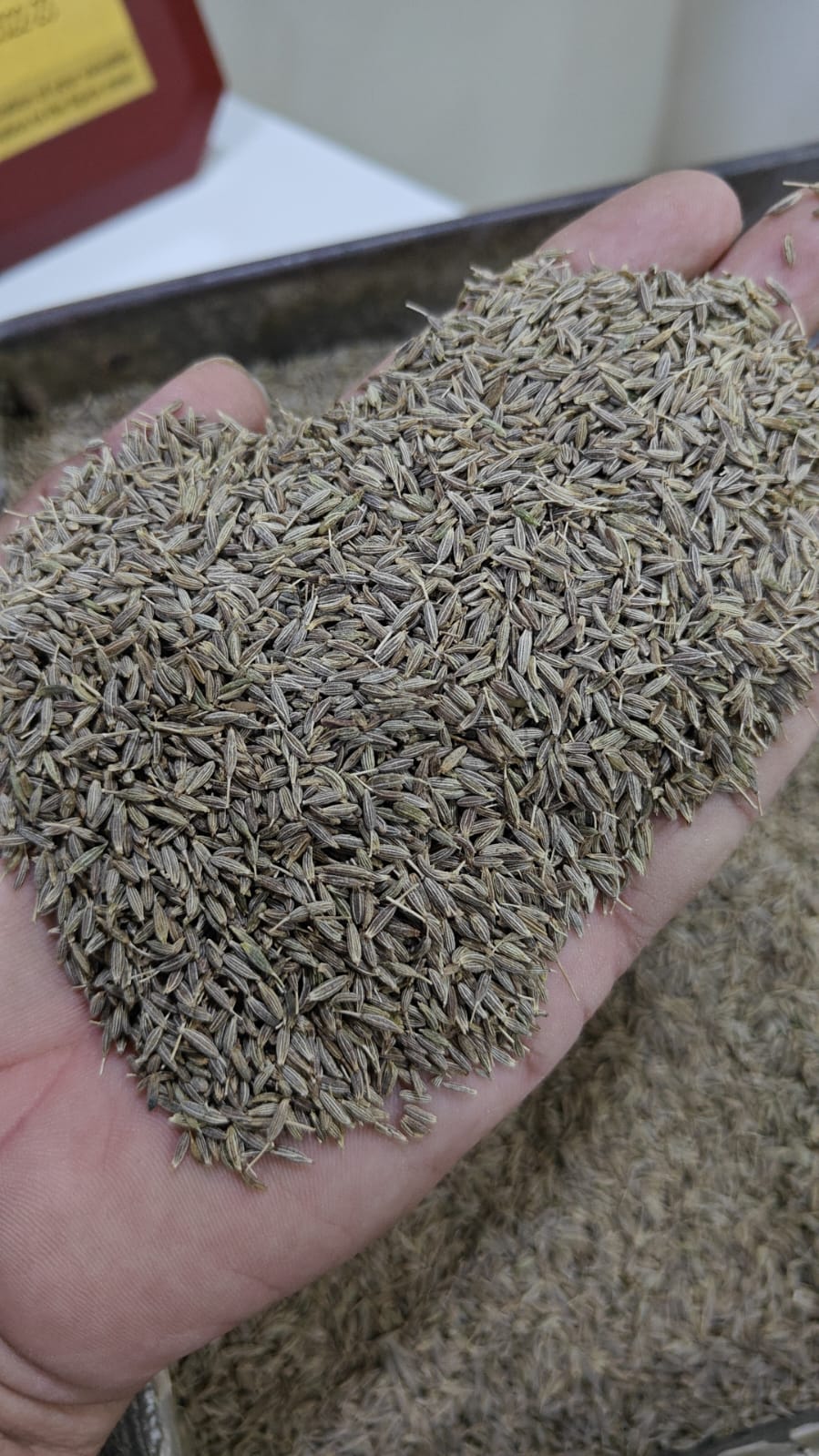 Cumin Seeds